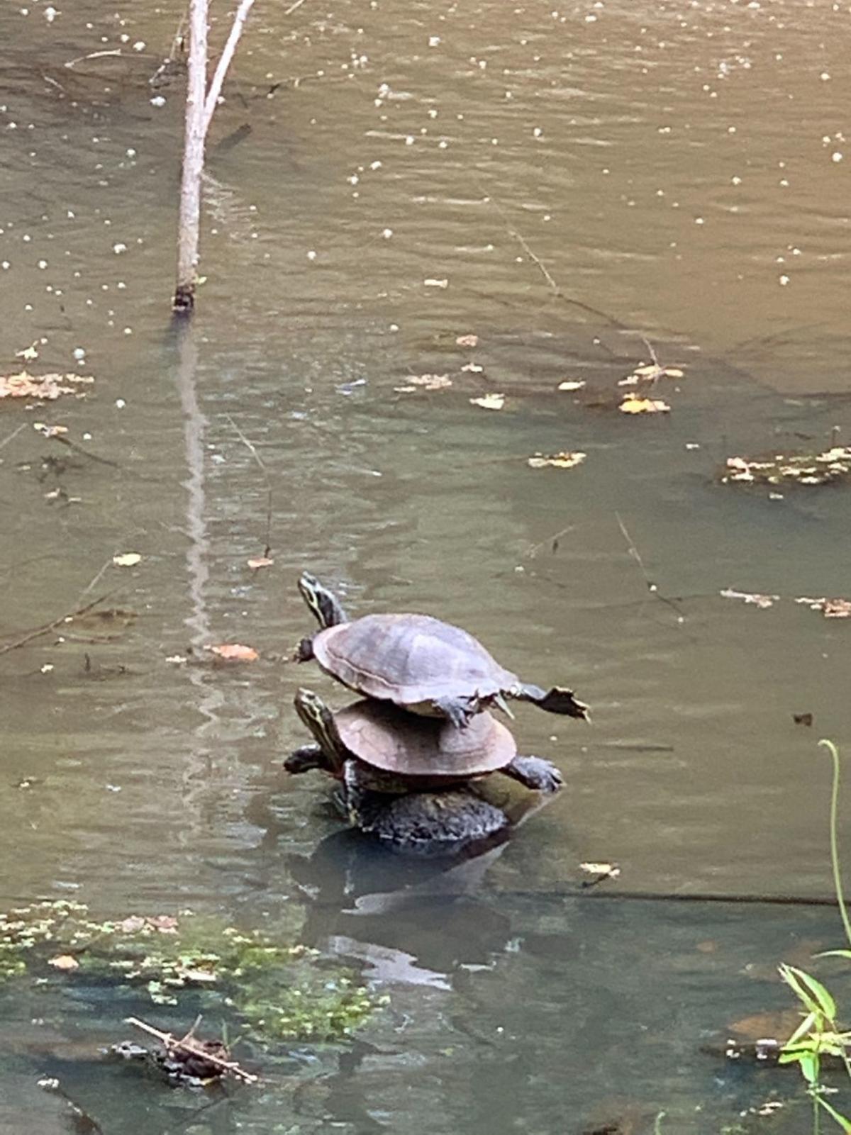 Photo Of Fredericksburg Turtle Stack Goes Viral Around The World Local News Fredericksburg Com