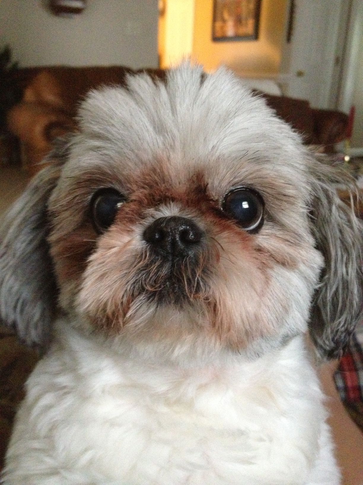 bull shih tzu