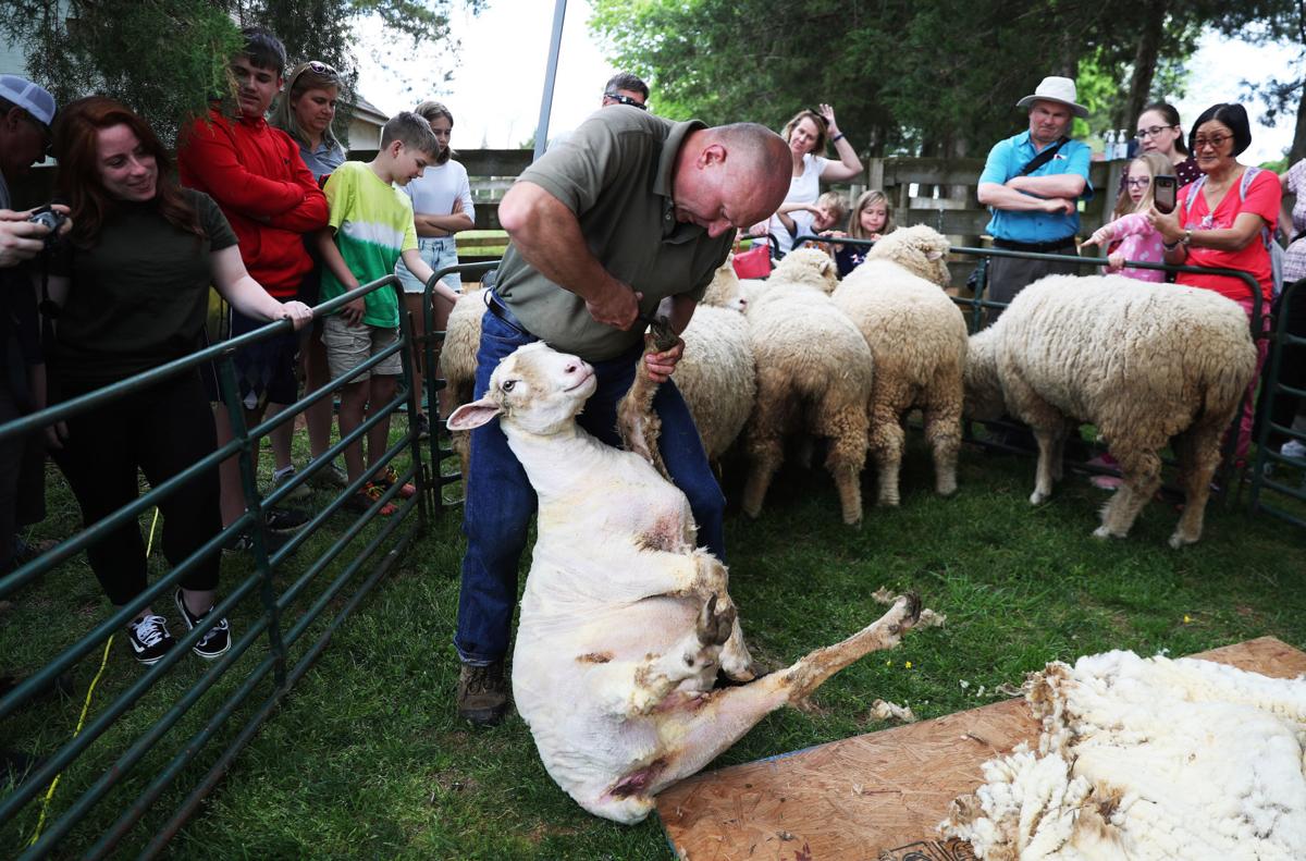 Sheep Shearers Show Their Stuff At Monroe S Home Lifestyles Fredericksburg Com