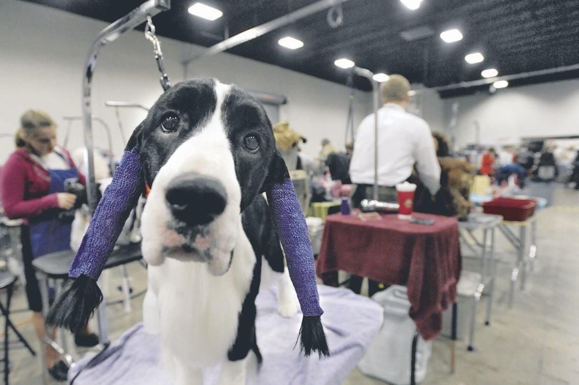 Canines strut their stuff at Celebrate Virginia Cluster Dog Show
