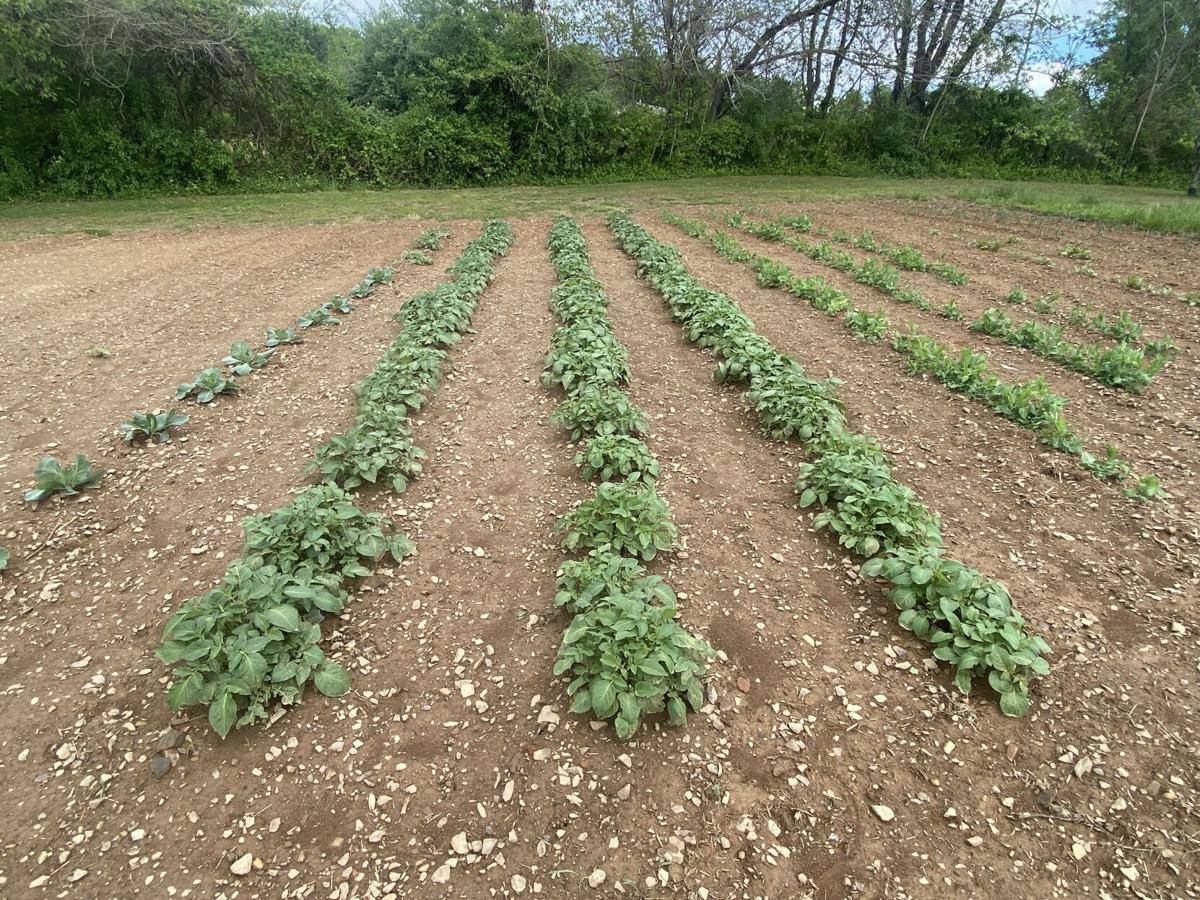 JOHNSTON Garden is begging for water