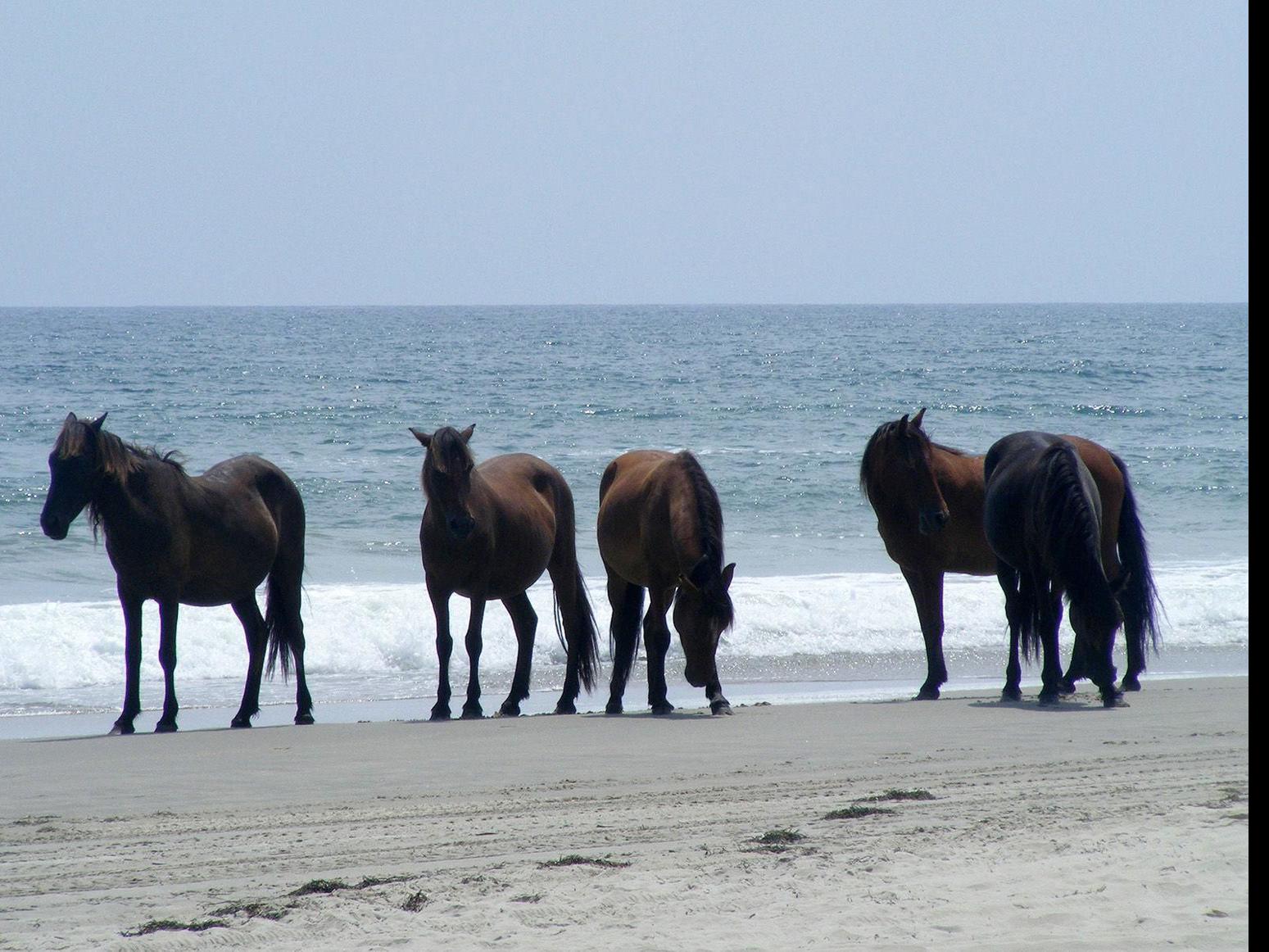 How Do Outer Banks Wild Horses Survive Hurricanes Like Dorian They Use Their Butts State Region Fredericksburg Com