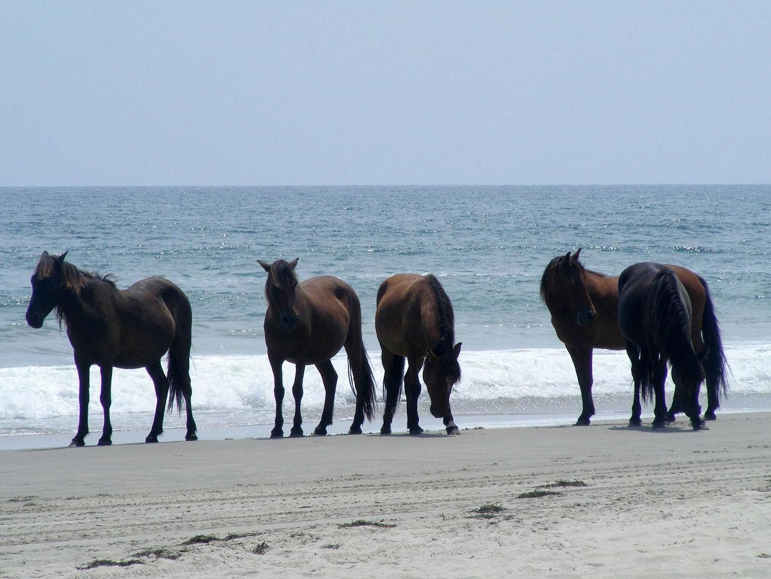 How do wild horses survive