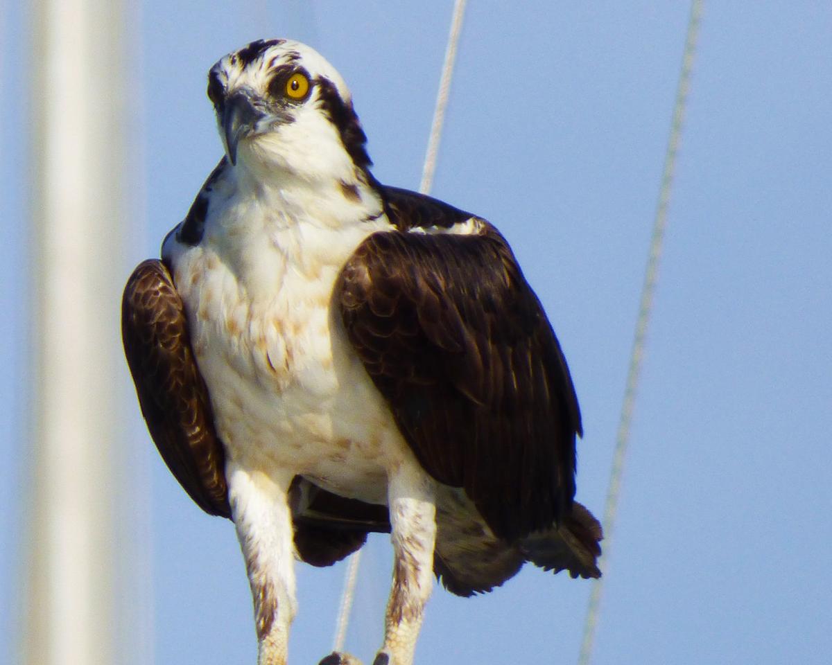 Colonial Beach's Osprey Festival takes flight online Weekender