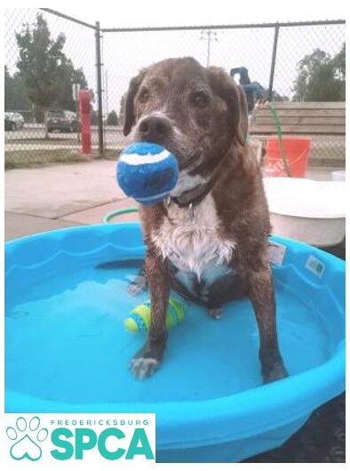 Soggy Doggy Swim 2021 - Fredericksburg SPCA