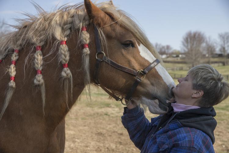 Spotsylvania horse farm specializes in rare Gypsy Cob breed, the