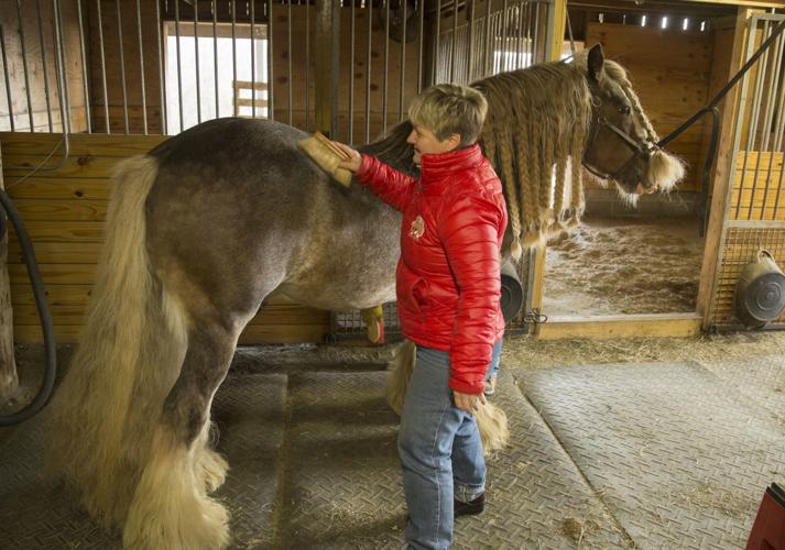 Spotsylvania horse farm specializes in rare Gypsy Cob breed, the