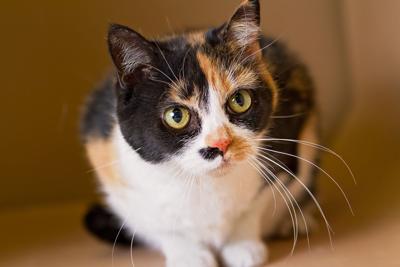 Donnie Johnston Cat Sitting Will Drive You Crazy Local News