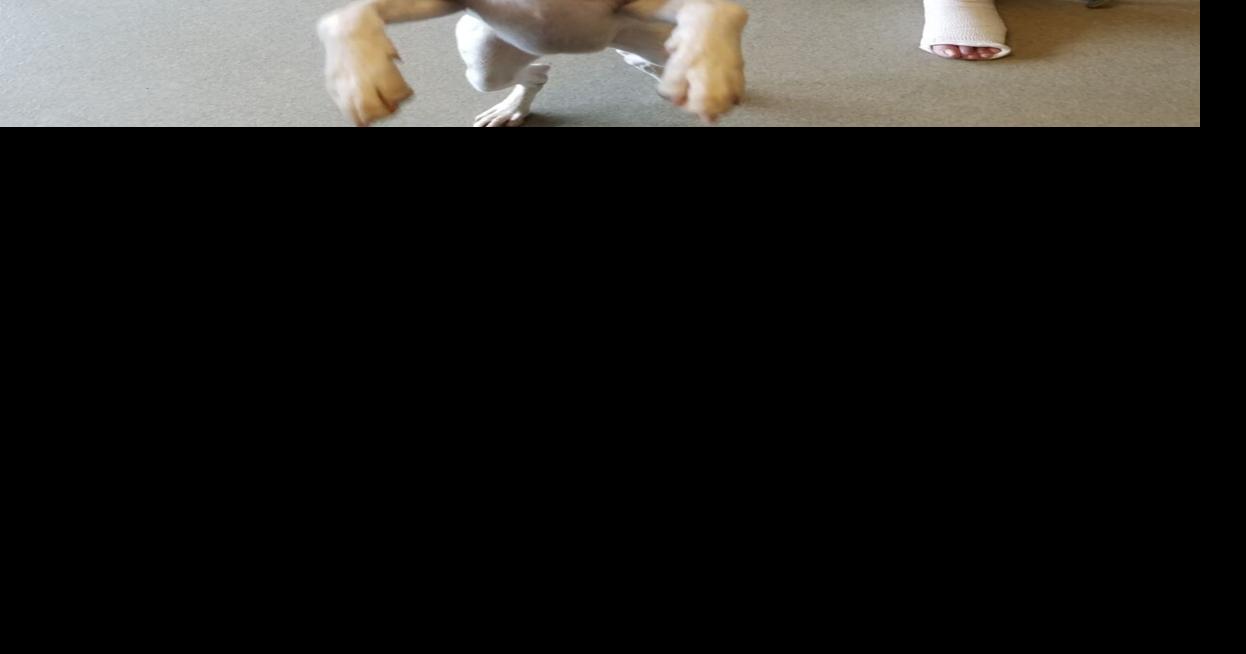 Fredericksburg SPCA expanding its efforts to keep animals with the