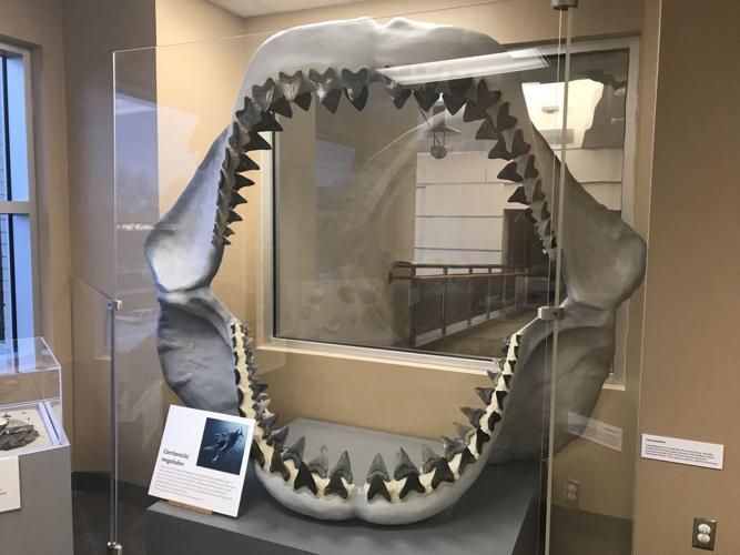 Natural History: Megalodon, a huge shark in Virginia