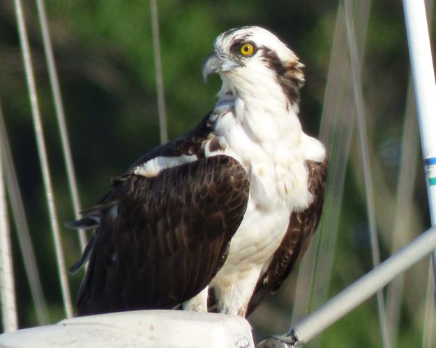 Colonial Beach's Osprey Festival takes flight online