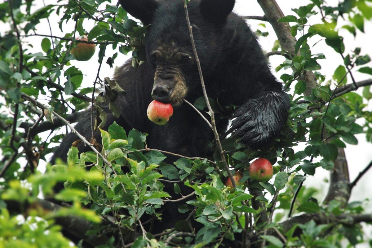 Bear