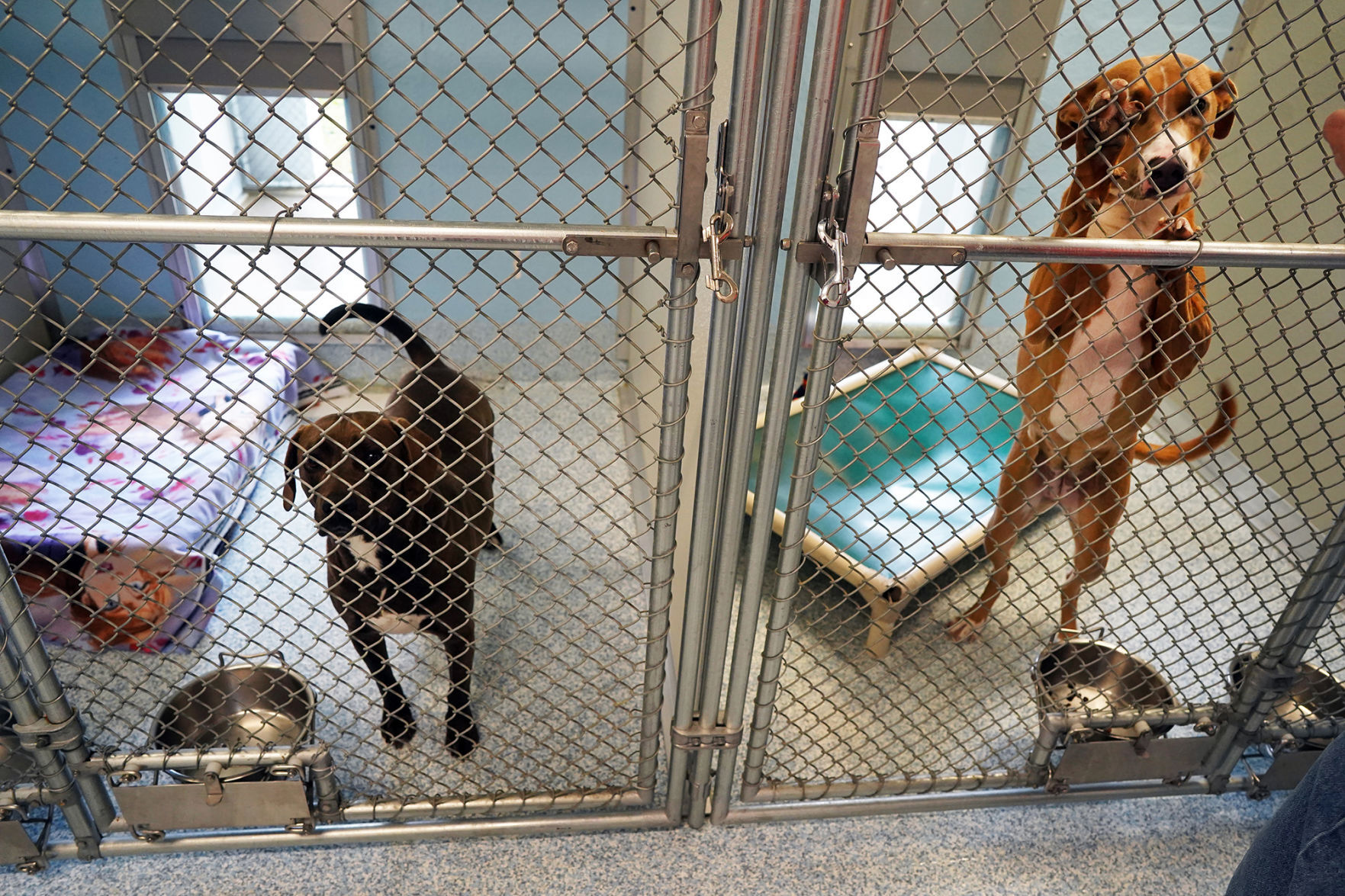 Stafford County other area shelters overcrowded with canines