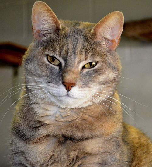 Is This Your Week To Adopt A Pet Lifestyles Fredericksburg Com
