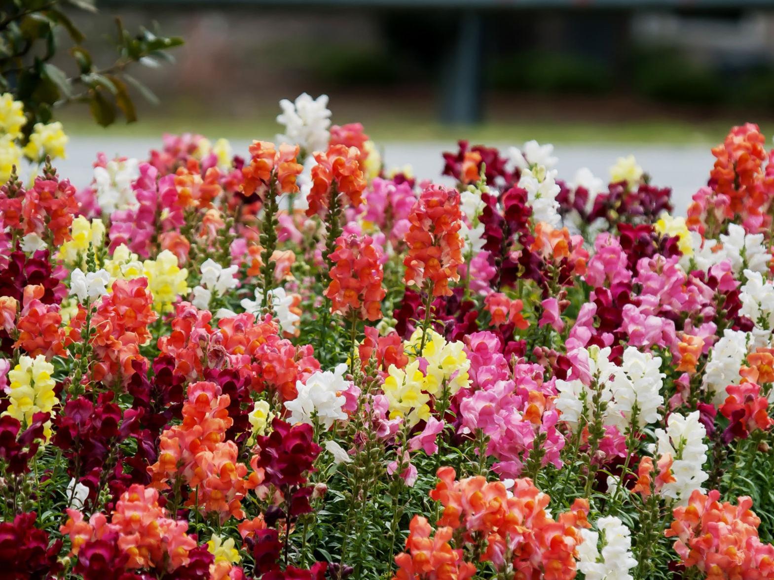 On Gardening: Snapdragons showy blooms reign supreme | House And Home |  fredericksburg.com