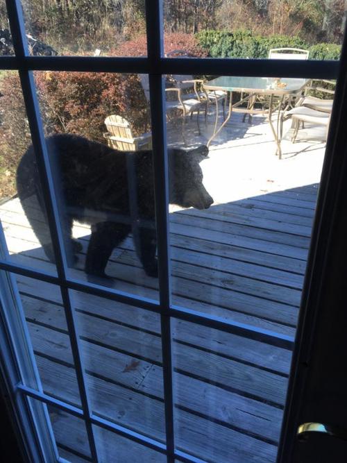 bear