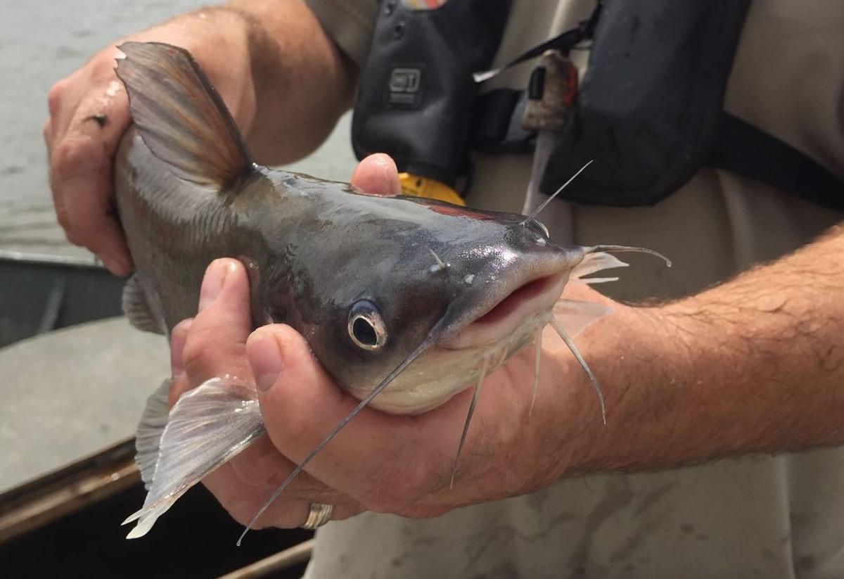 ikan lele