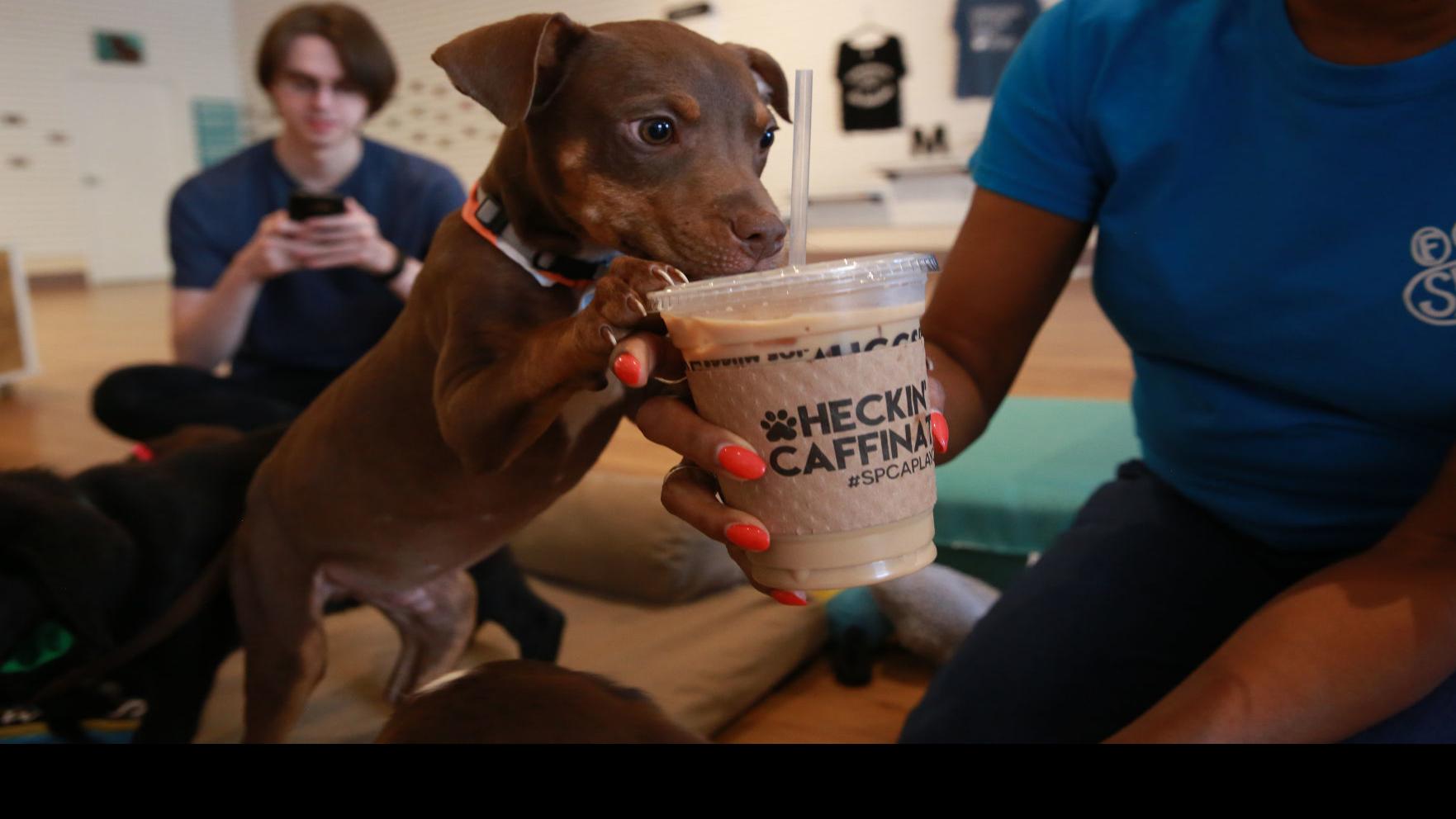 Spca Pop Up Play Cafe Serves Up Caffeine And Cuddles Local News Fredericksburg Com Manufacturers of puppy cuddle and suppliers of puppy cuddle. spca pop up play cafe serves up