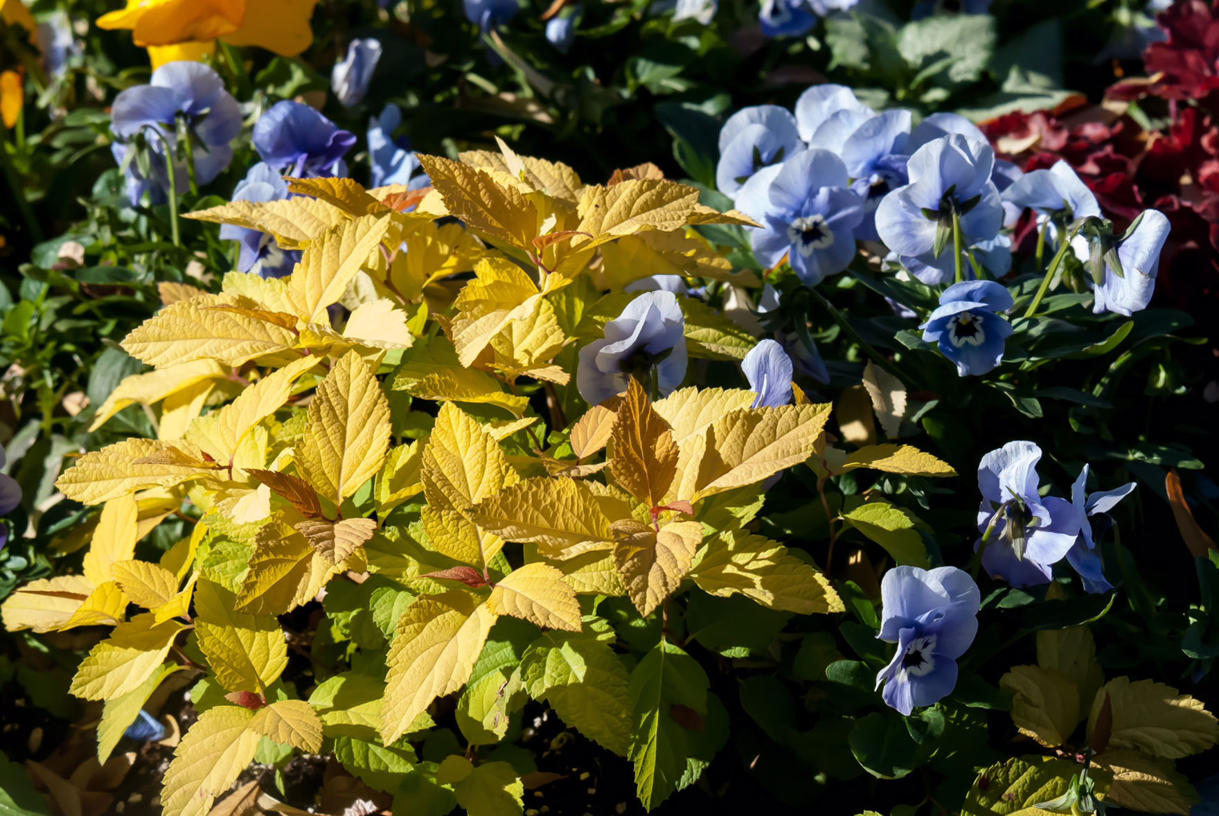 Image of Goldmound spirea plant full body shot