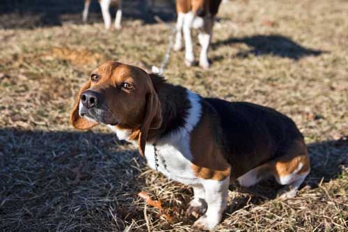 field trial beagles for sale