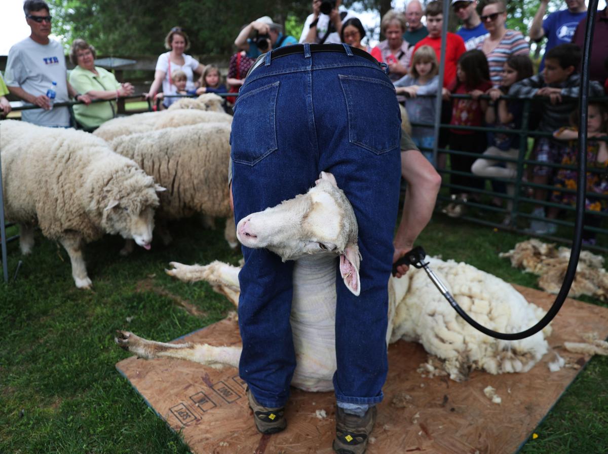 Sheep Shearers Show Their Stuff At Monroe S Home Lifestyles Fredericksburg Com