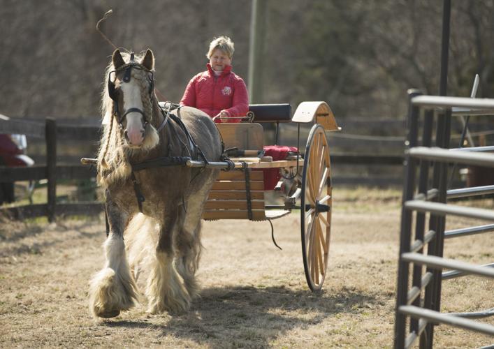 Spotsylvania horse farm specializes in rare Gypsy Cob breed, the