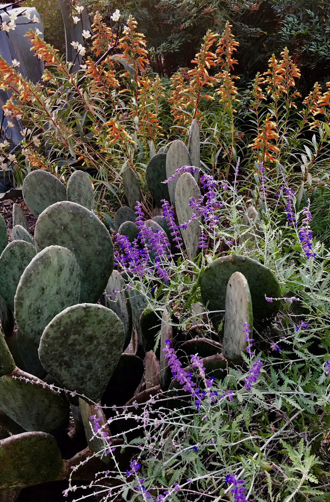 On Gardening Spineless Prickly Pear Offers Incredible Beauty And Texture House And Home Fredericksburg Com