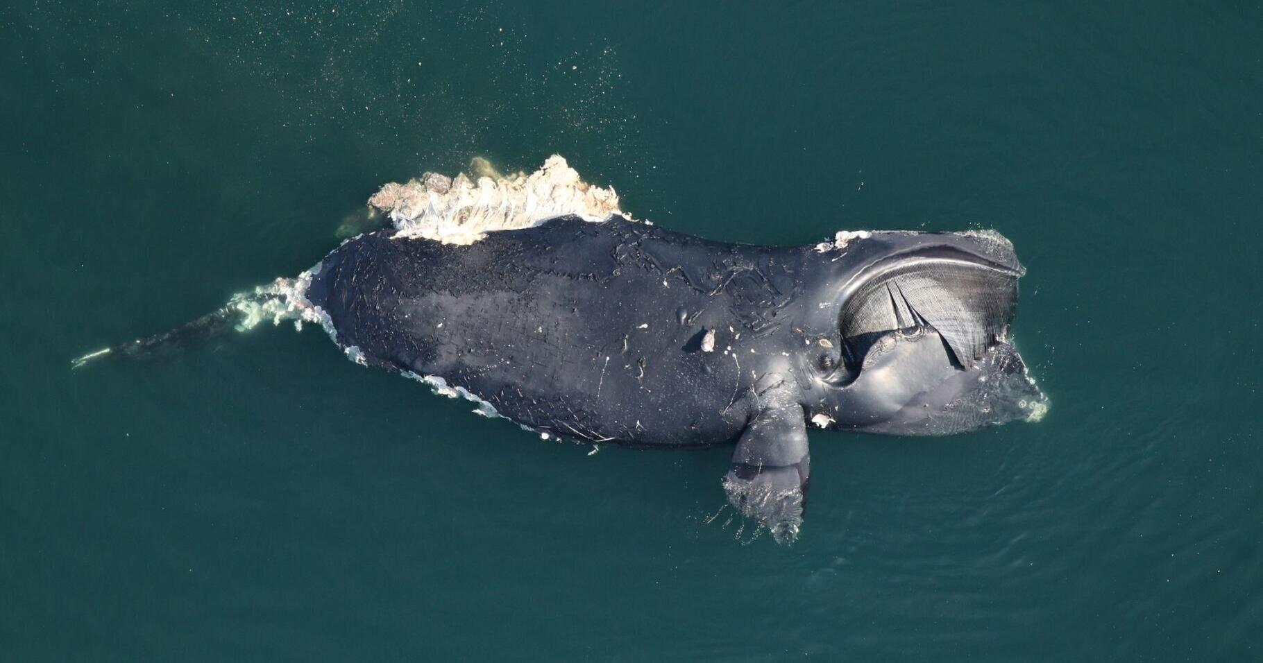 Right whale found off Virginia Beach coast died of 'catastrophic injuries' from vessel strike, NOAA says - Vimarsana News