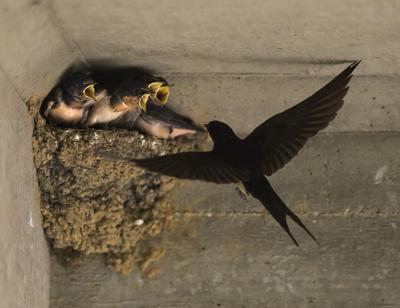 Swallows