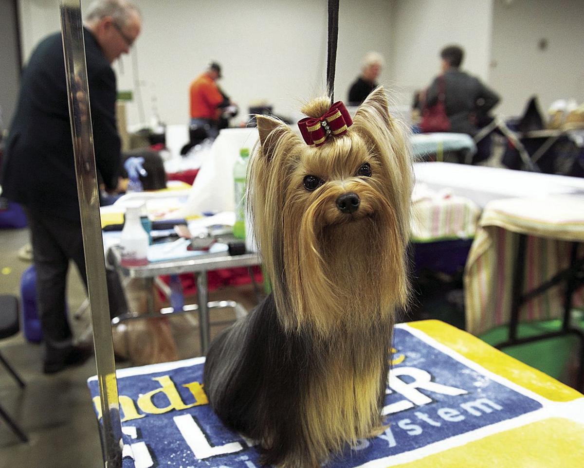Canines strut their stuff at Celebrate Virginia Cluster Dog Show