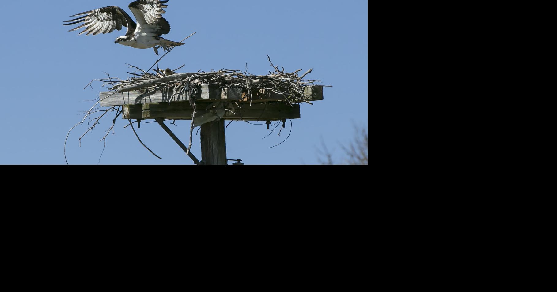 With birdcentered tours, talks and events, Colonial Beach holding