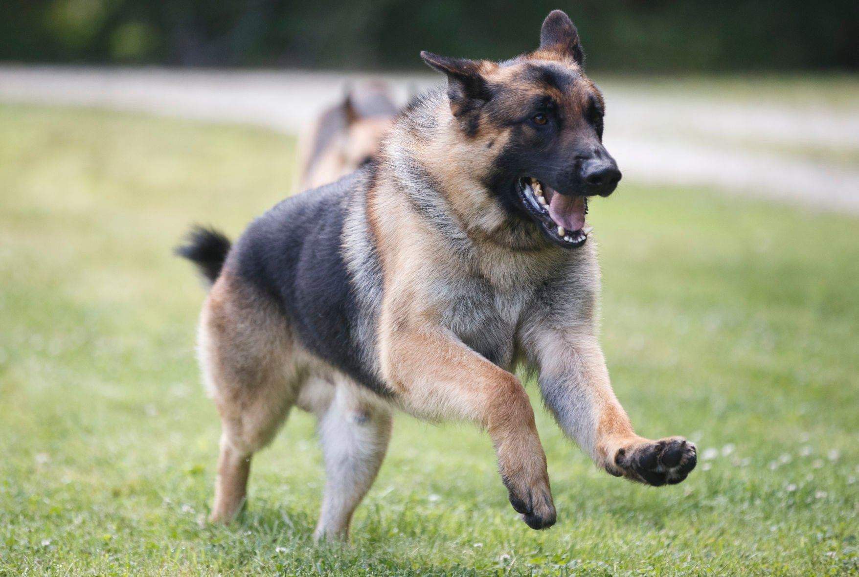 Kennel club german shepherd cheap puppies