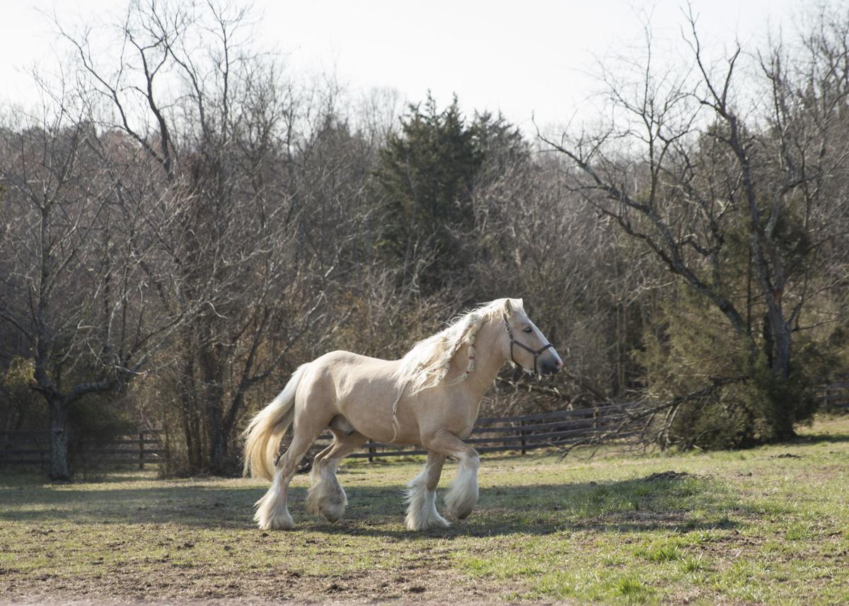 Spotsylvania Horse Farm Specializes In Rare Gypsy Cob Breed The