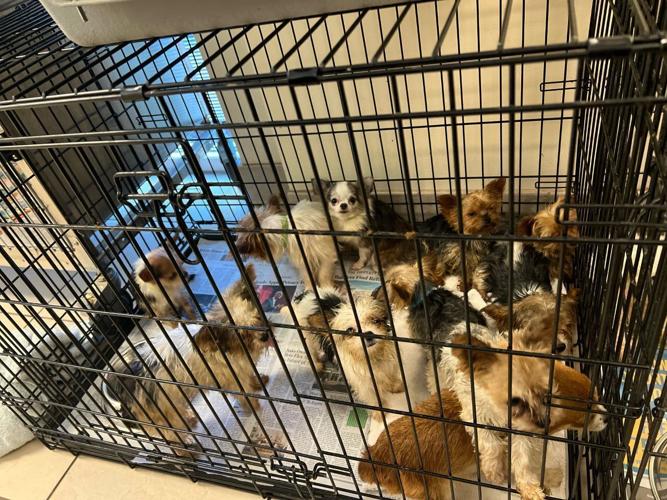 Animal welfare officers seize 88 animals from two Virginia homes