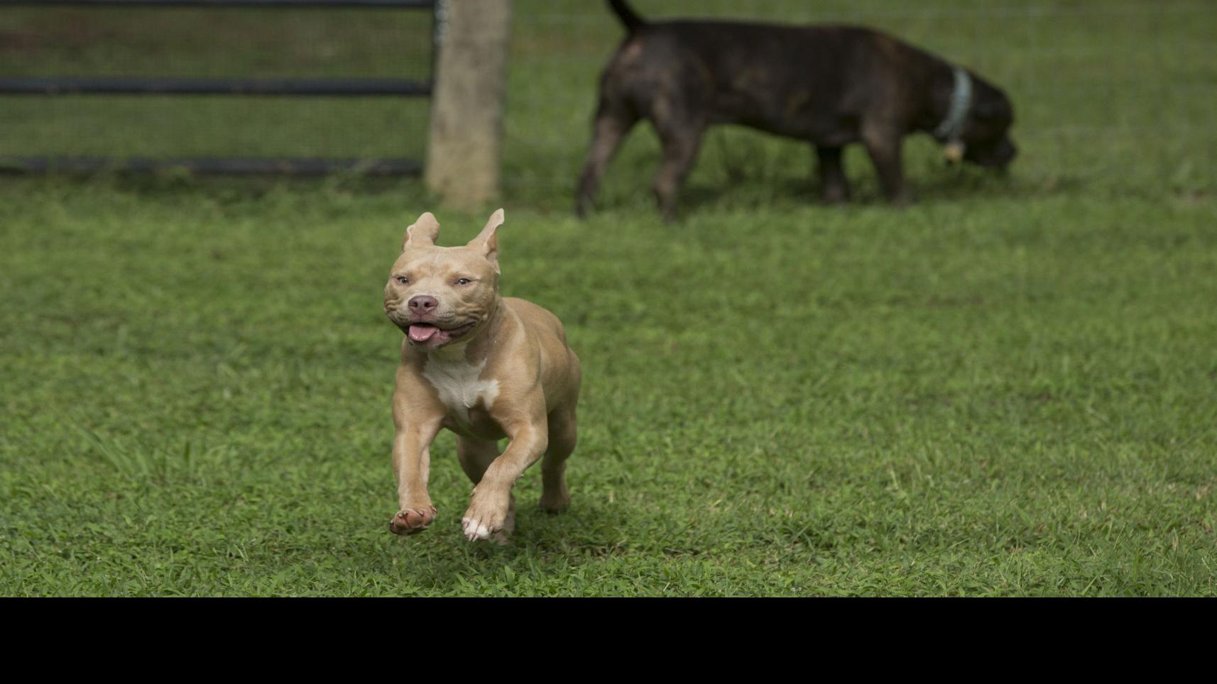 pit bulls and poodles