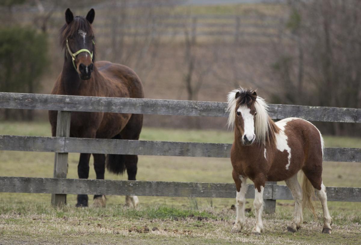 Downtown carriage horses well trained, enjoy downtime on Stafford farm