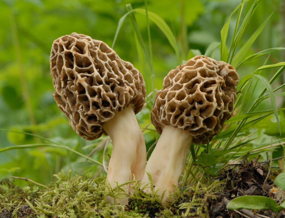 JOHNSTON Time for 'turnout' and hunting morel mushrooms