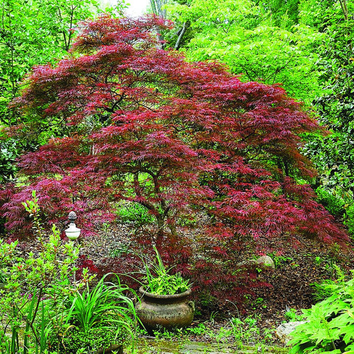 Beautiful Japanese Maple Is Winner In The Garden House And Home Fredericksburg Com