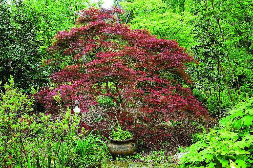 Beautiful Japanese Maple Is Winner In The Garden House And Home