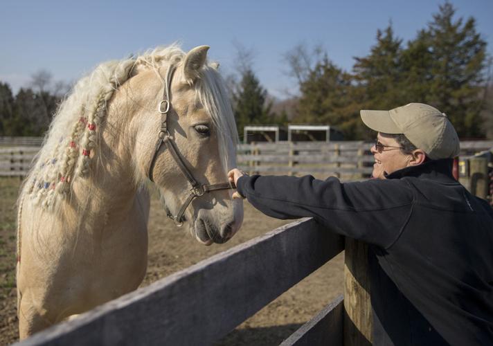 Spotsylvania horse farm specializes in rare Gypsy Cob breed, the