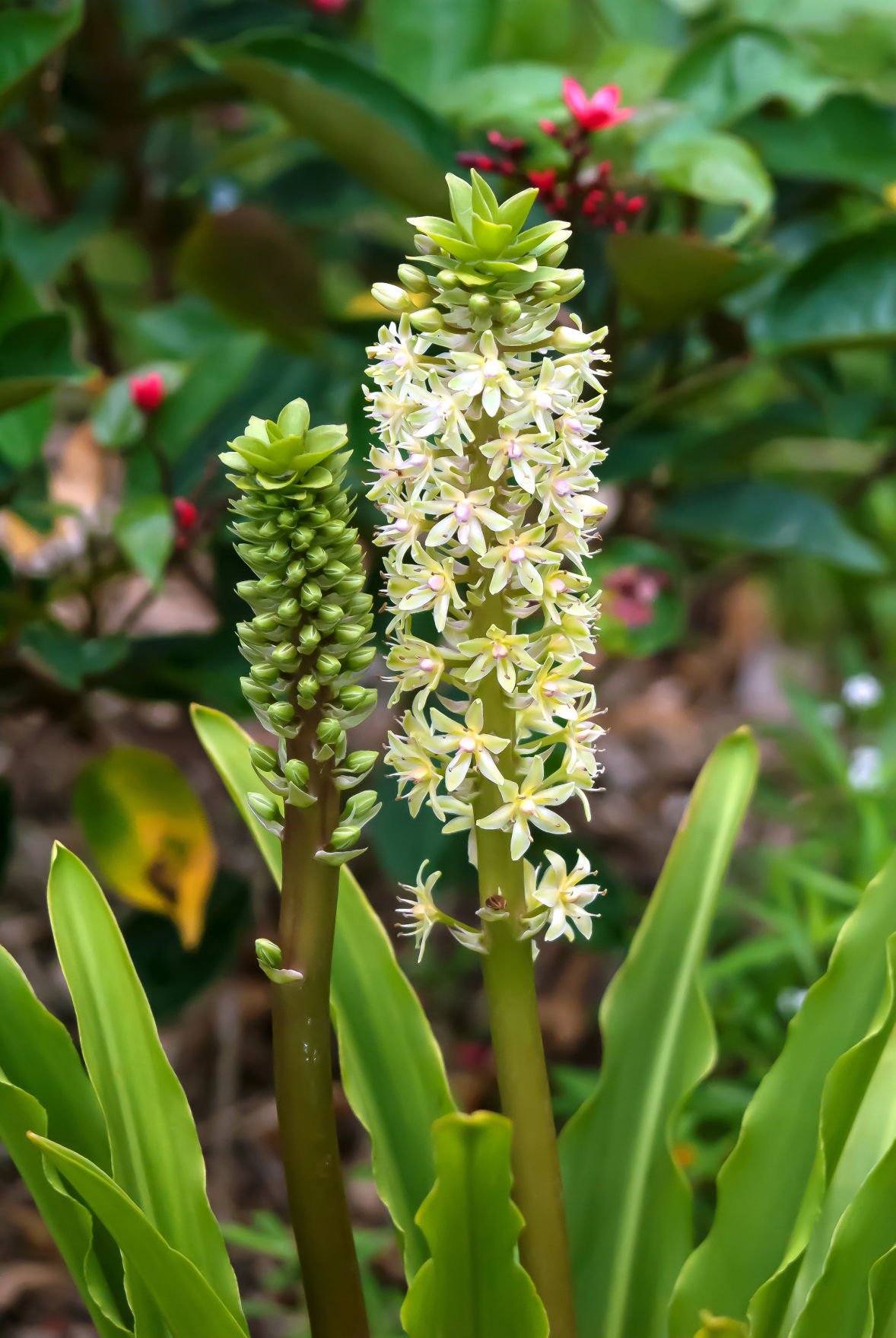 Pineapple lily easy to grow, exotically beautiful House And Home