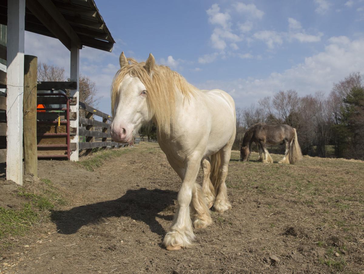 Spotsylvania horse farm specializes in rare Gypsy Cob breed, the