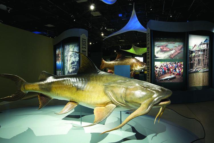 Sink your hooks into National Geographic Museum's latest