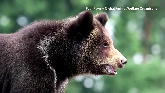 Information about bears - FOUR PAWS International - Animal Welfare  Organisation