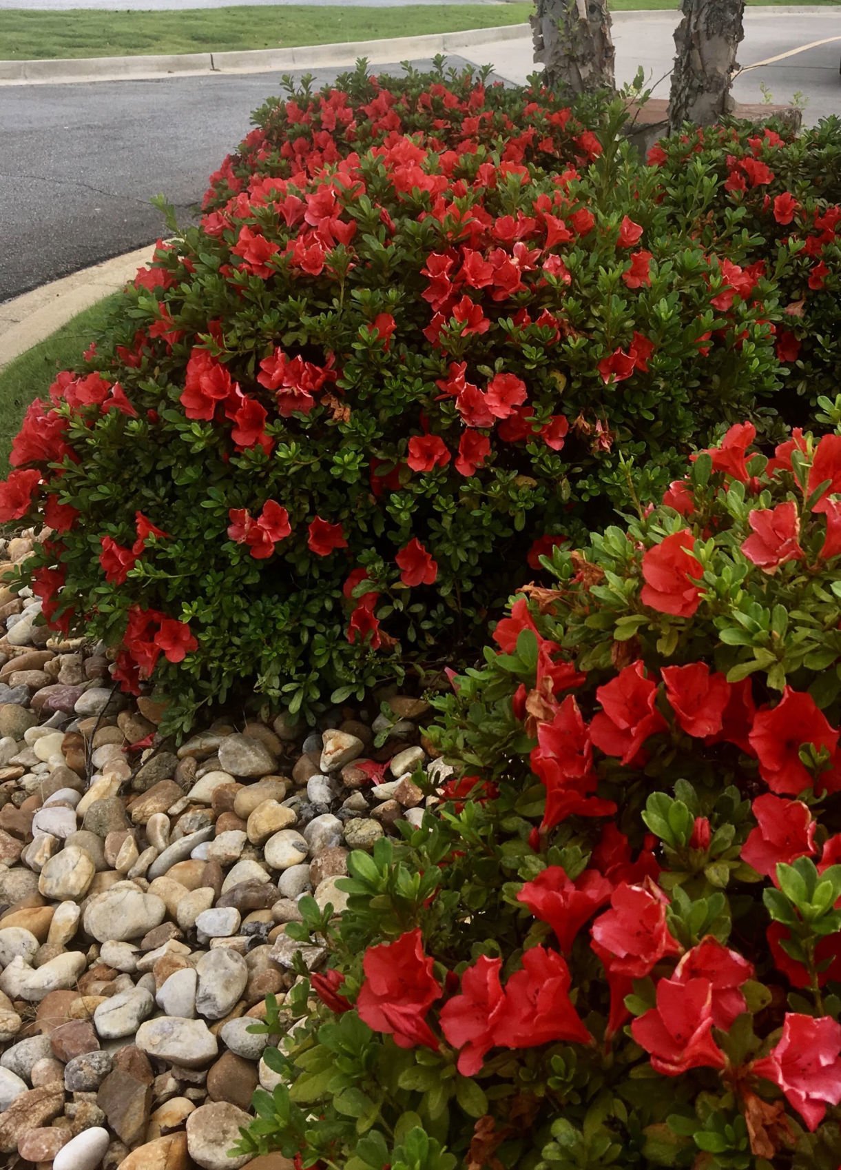 Encore Azaleas Really Do Repeat Bloom In The Fall | House And Home ...