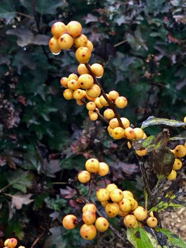 16 Golden Yellow Weathered Berry Spray, Fall Berries, Winter