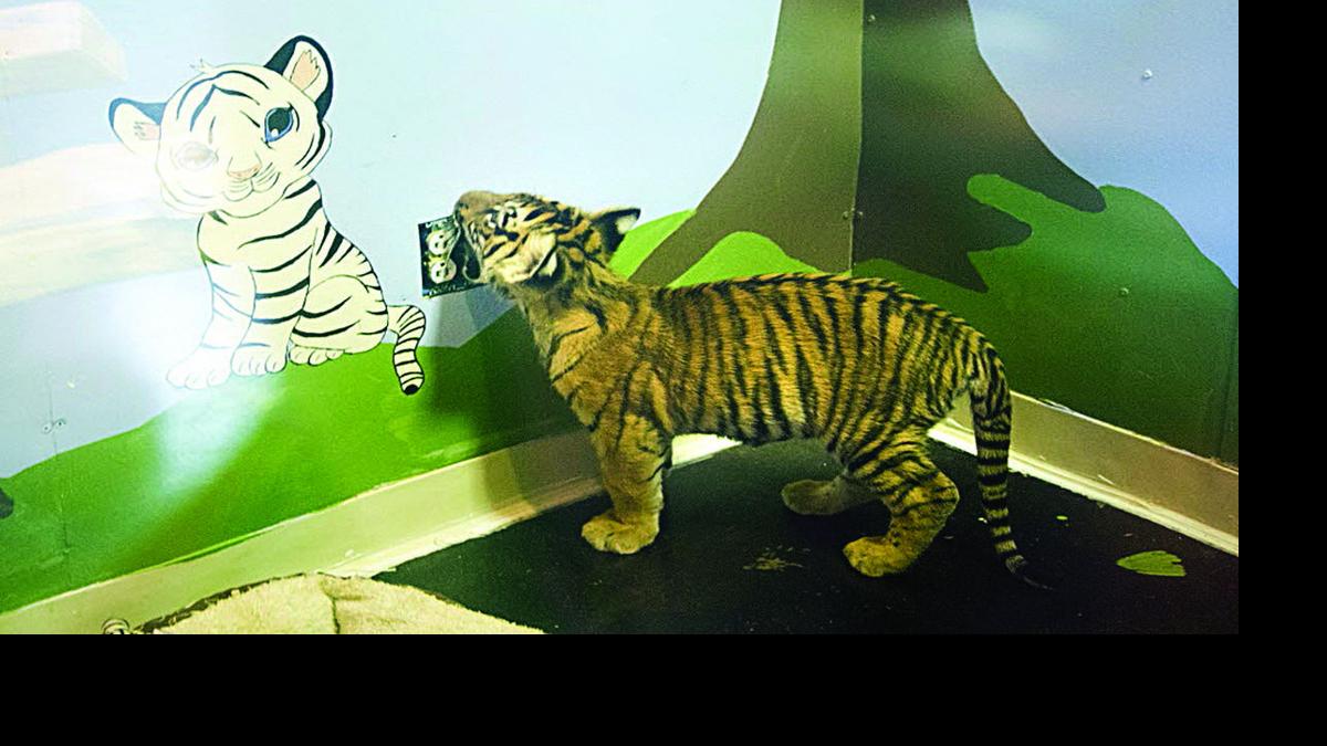 Virginia's Natural Bridge Zoo to reopen after permit reinstated State