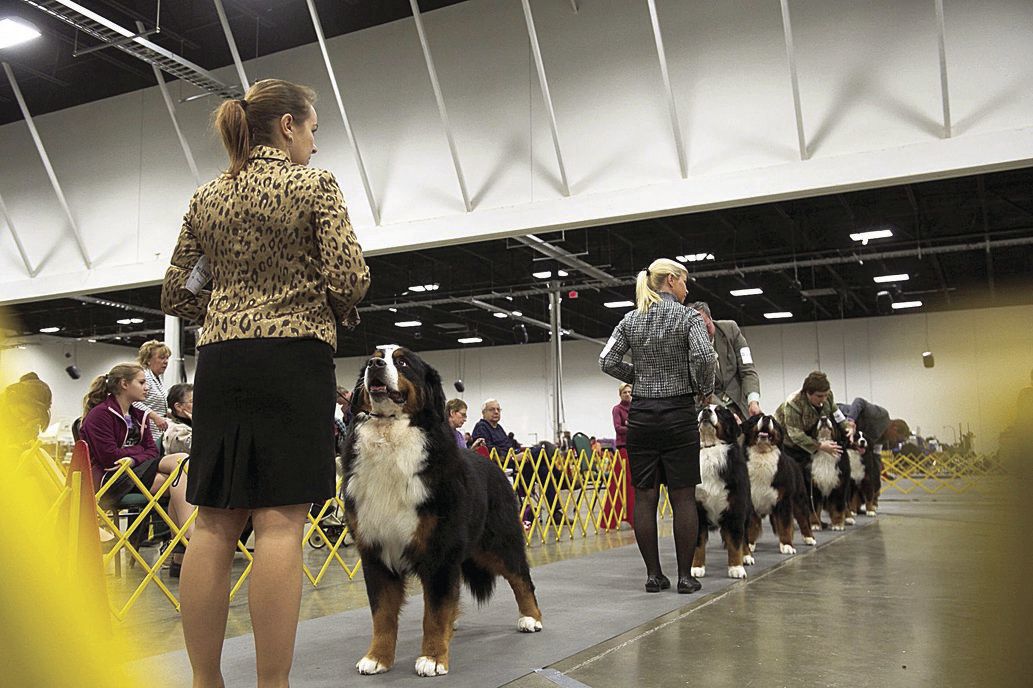 Canines strut their stuff at Celebrate Virginia Cluster Dog Show