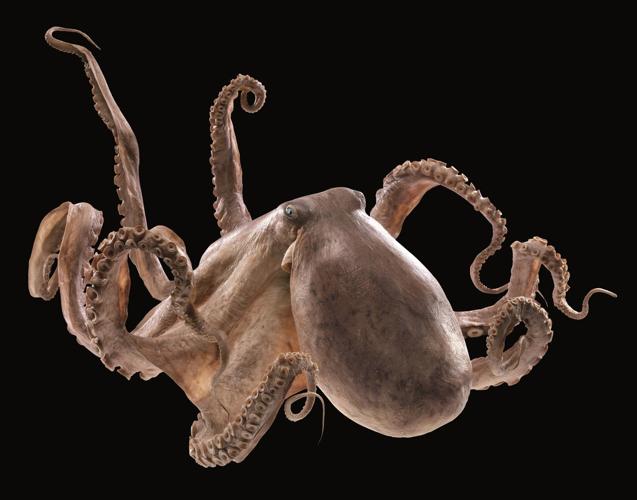 Body Worlds: Animal Inside Out: What lies beneath Body Worlds: Animal Inside Out: What lies beneath
