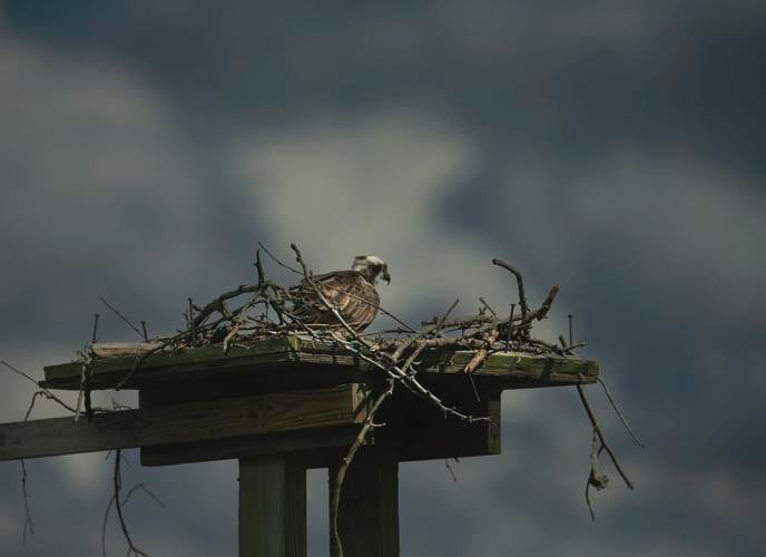 Colonial Beach festival celebrates return of osprey